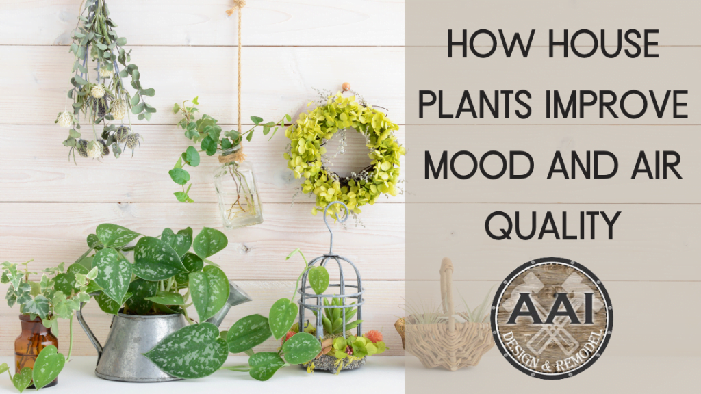 How House Plants Improve Mood and Air Quality