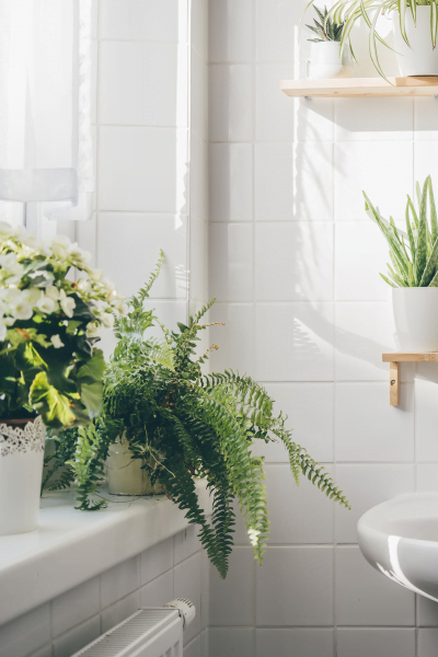 6 Bathroom Plants That Thrive